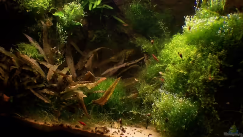 Februar 09 von basetim (11)