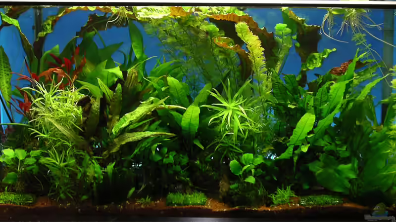 Februar_10 von Andres (6)