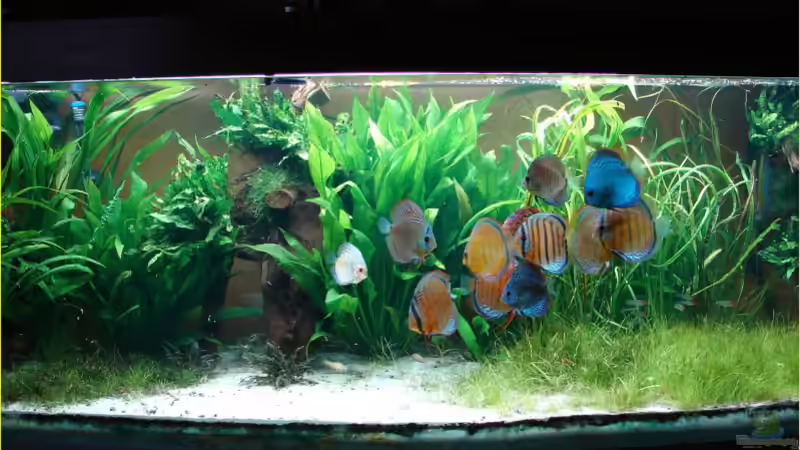 Februar 2006 nach Pflanzenschnitt von Thomas Graf (7)