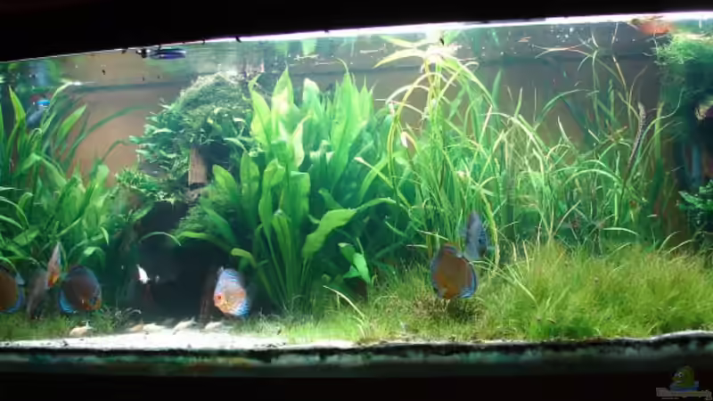 Februar 2006 von Thomas Graf (3)