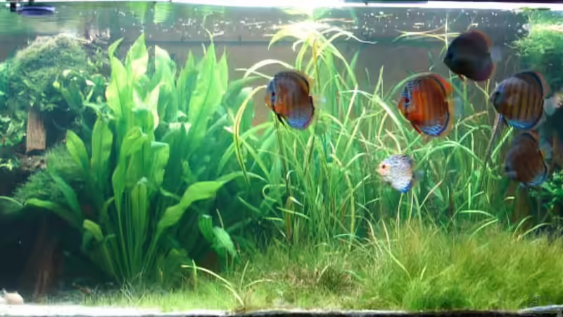 Februar 2006 von Thomas Graf (5)