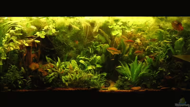 Februar 2007 von Kamenko (11)