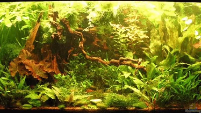 Februar 2008 von Kamenko (1)