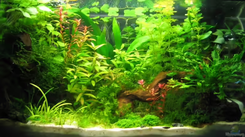 Februar 2008 von Silvia (5)