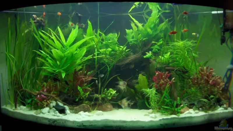 Februar 2009 von Der Siems (12)