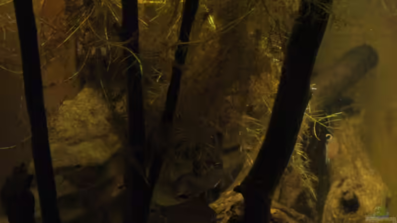 Februar 2010: Becken von der Seite von Tilo Schmiedl (2)