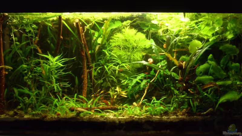 Februar 2010, leider eine Verschlechterung von Eona (1)