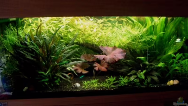 Februar 2011 von Dori (1)