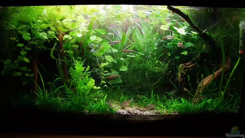 Februar 2012 - Jungs, packt die Machete aus...  von Denise83 (2)