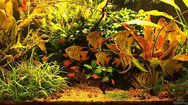 Februar 2012 von diveman (10)