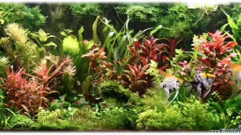 Februar 2012 von Ralf64 (9)