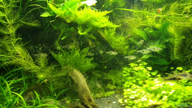 Februar 2013 - Detail Pflanzen von DasJin (6)