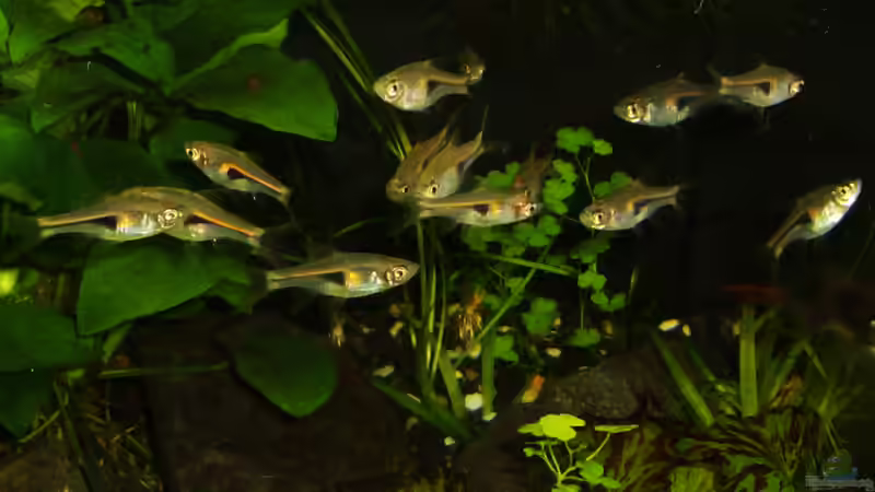 Februar 2013 - Rote Keilfleckbärblinge wenige Minuten nach dem Einsätzen von DasJin (13)