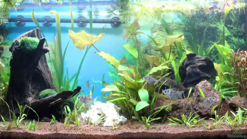 Februar 2013 von c-th (3)