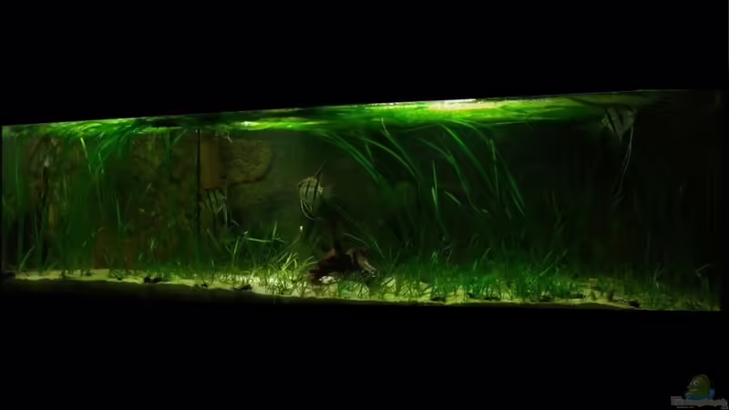 Februar 2013 von PH Neutral (10)