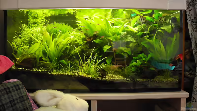 Februar 2014 - Das Becken in seiner Ecke mit altem Besatz von DasJin (3)