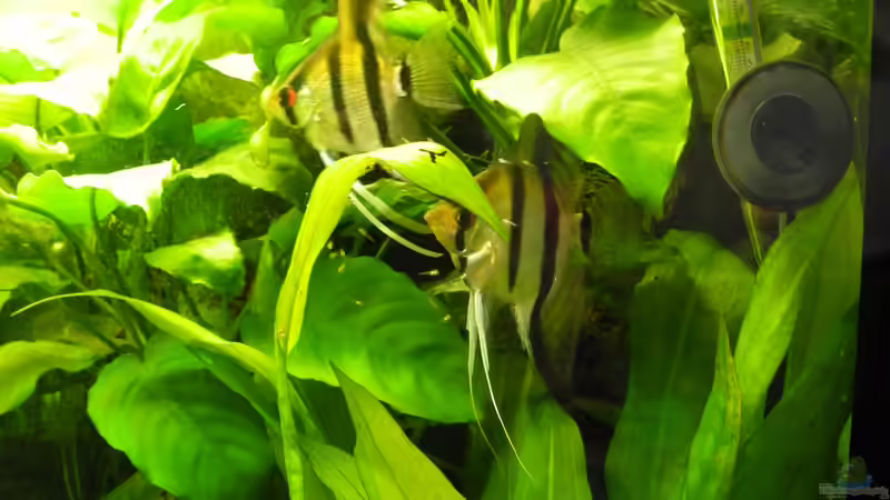 Februar 2014 - Kinderstube die zweite von DasJin (13)