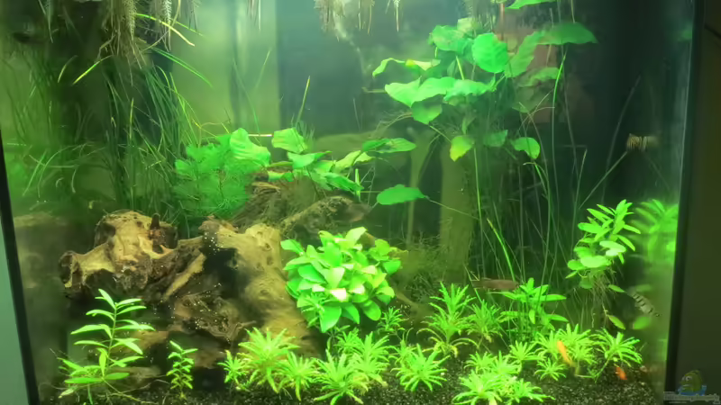 Februar 2015 von misch (2)