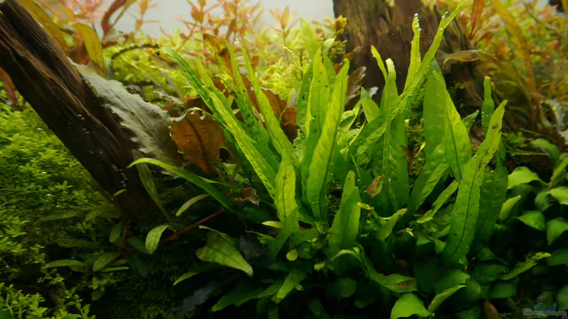 Februar 2016 von Micha... (26)