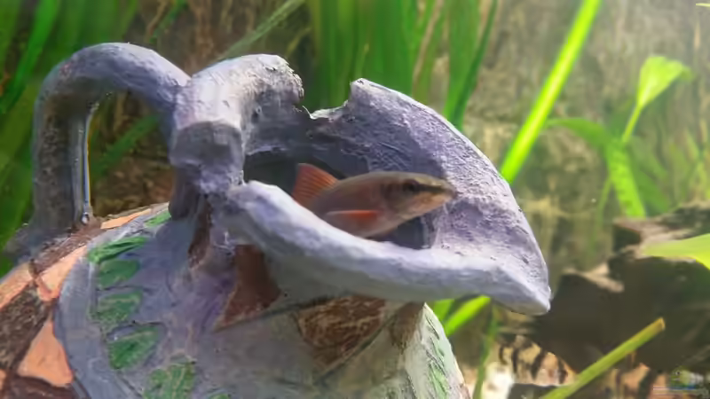 Februar 2016 von SvenDerGroße (7)