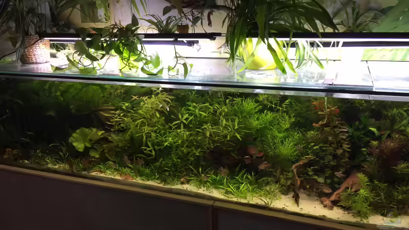 Februar 2018, die Länge ist schwer draufzubekommen von Botia (1)