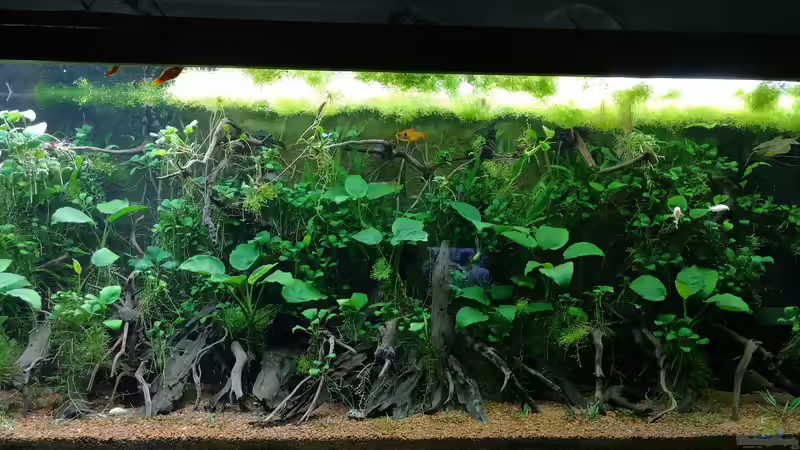 Februar 2019 von Steven Müller (21)