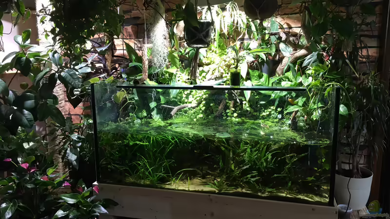 Februar 2020 von Botia (15)