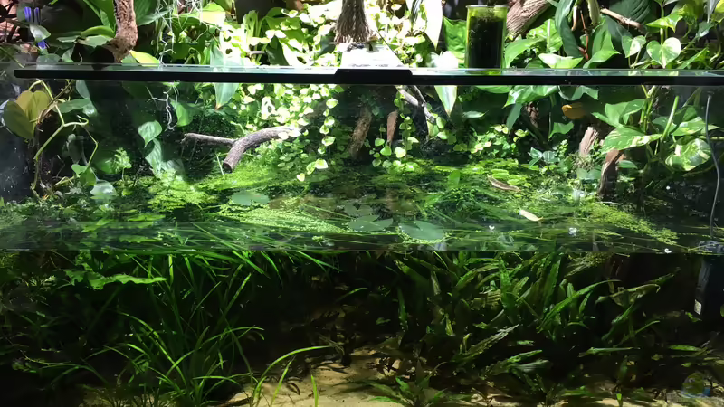 Februar 2020 von Botia (16)