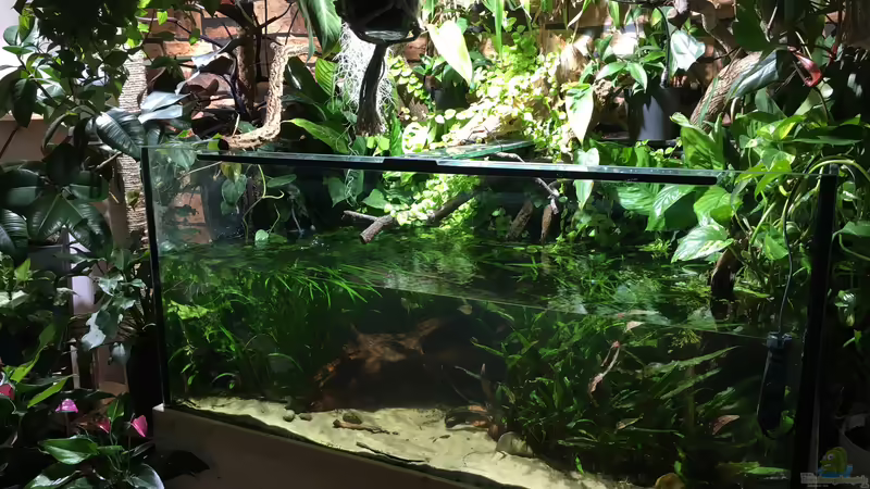 Februar 2020 von Botia (17)