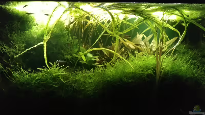 Februar 2020 von Gregor (1)