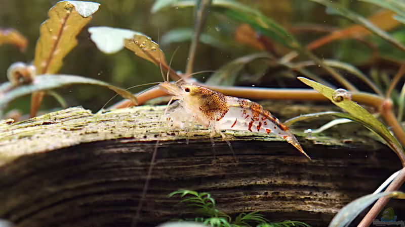 Februar 2020 von Micha... (74)