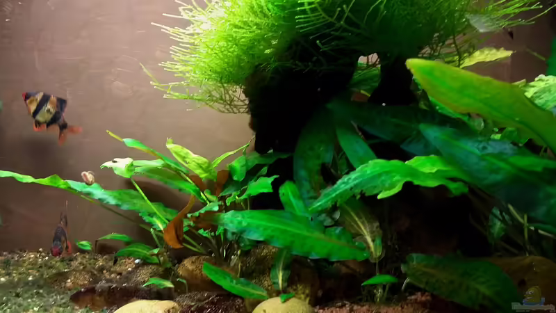 Februar 2024 von Roland Saager