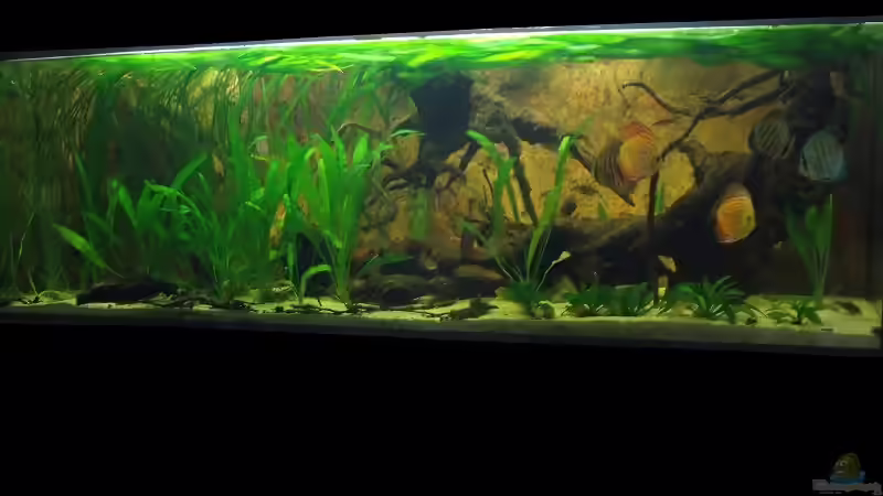 Februar2011 von PH Neutral (5)