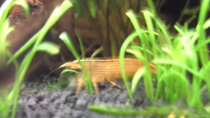 Fecherganele von Thomas Fehlberg (32)