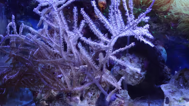 Federgorgonie von Seewasserpanscher (50)