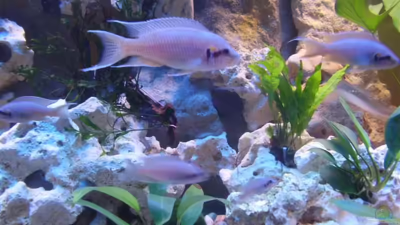 Feen Buntbarsch mit seiner Familie. von Peters Laden (27)