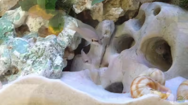 Feenbarsch - Neolamprologus bricardi auch Prinzessin von burundi genannt von similis (28)