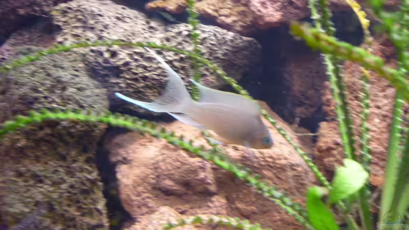 Feenbarsch m von Tanga (9)