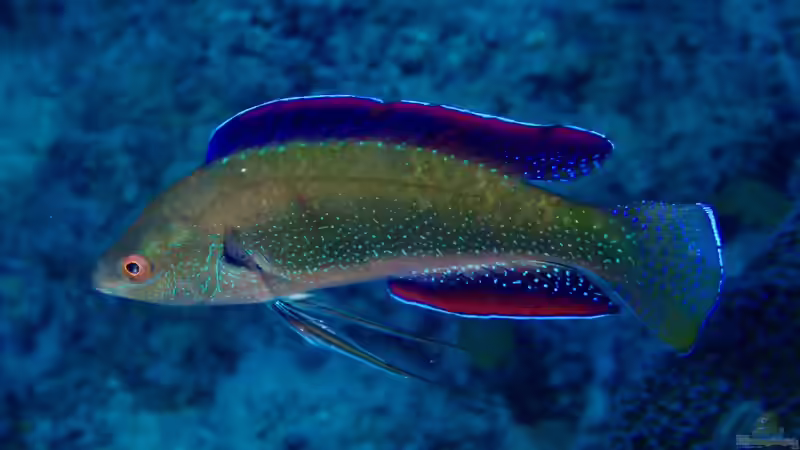 Feenbarsche - Farbenprächtige Juwelen für das Meerwasseraquarium