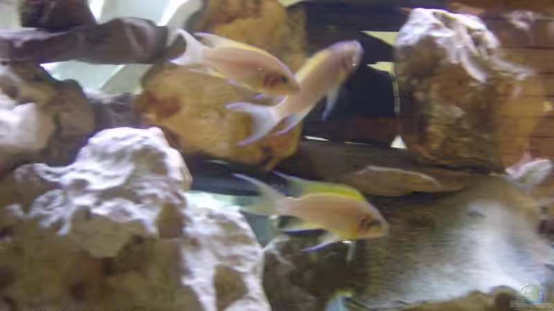 Feenbuntbarsche von Julchen1985 (8)