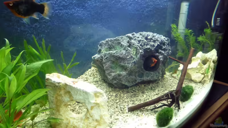 Fehlstart:  Gemeischaftsaquarium von Couro (4)