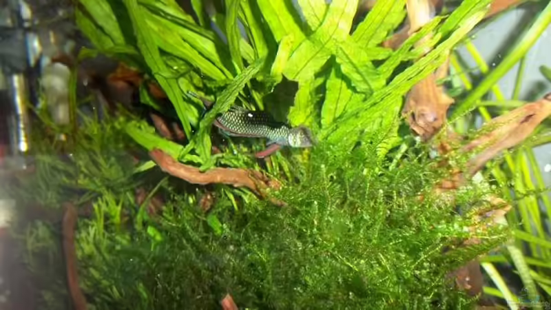 Feigling Vred! von Zebraschneggla (14)