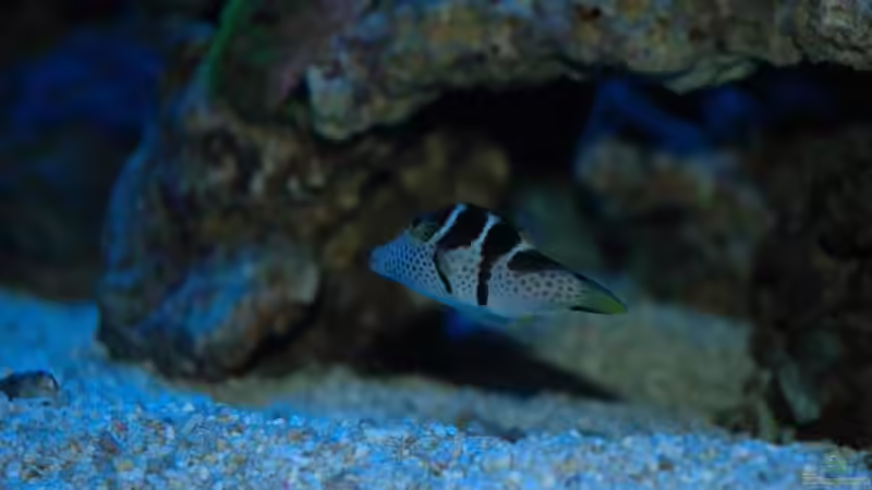 Feilenfisch von Christian Fenzel (25)