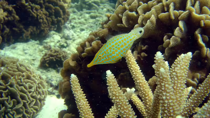 Feilenfische - Faszinierende Bewohner für Meerwasseraquarien