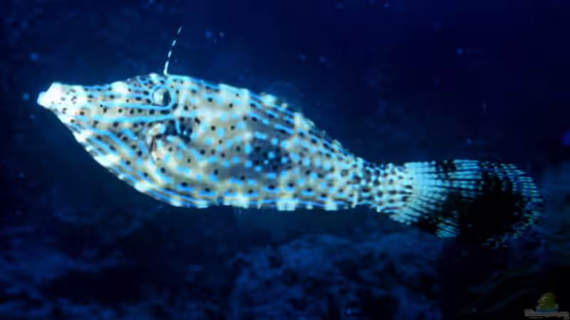 Feilenfische - Faszinierende Bewohner für Meerwasseraquarien