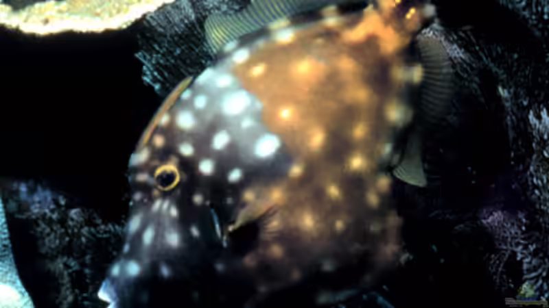 Feilenfische - Faszinierende Bewohner für Meerwasseraquarien