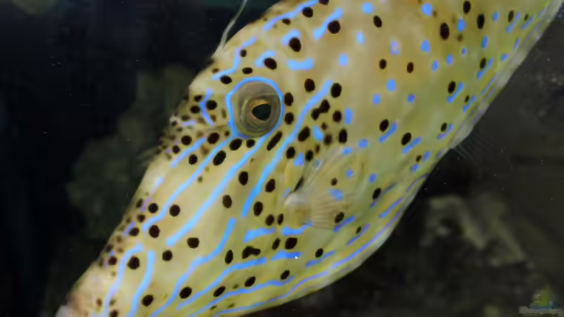 Feilenfische - Faszinierende Bewohner für Meerwasseraquarien