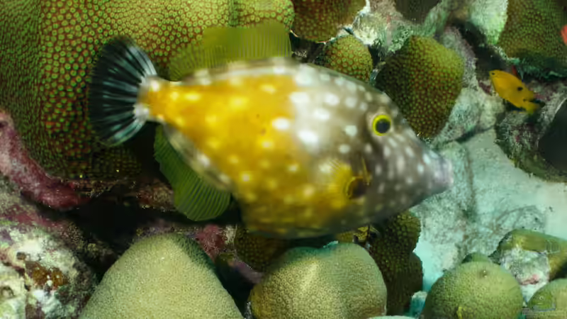 Feilenfische - Faszinierende Bewohner für Meerwasseraquarien