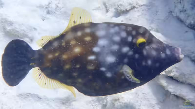 Feilenfische - Faszinierende Bewohner für Meerwasseraquarien