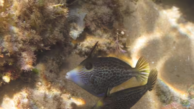 Feilenfische - Faszinierende Bewohner für Meerwasseraquarien